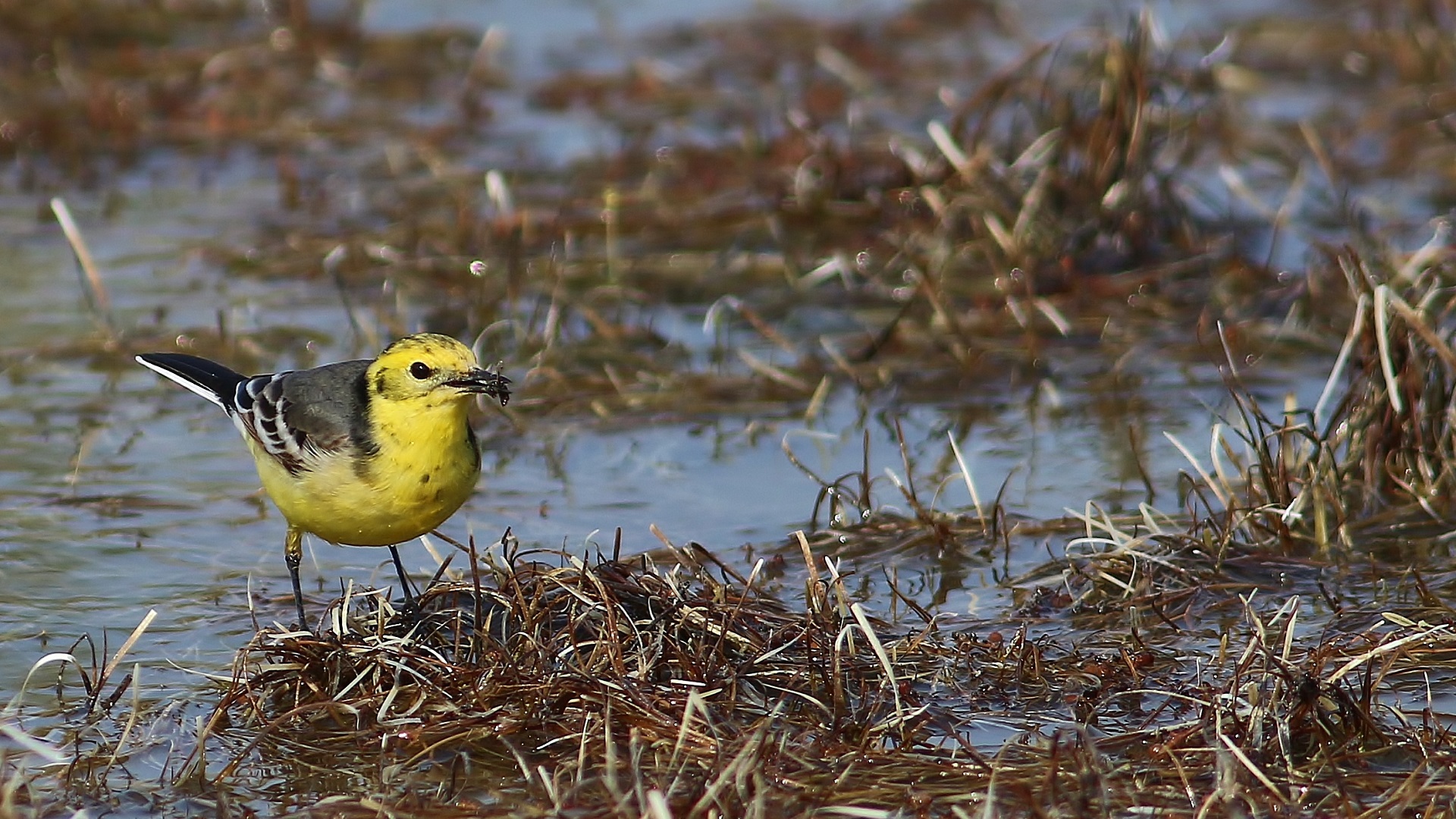 Citrine Wagtail